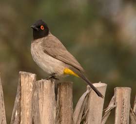 Swakop Bird African Red Eyed Bulbul