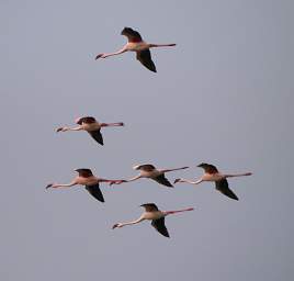 Swakop Bird Lesser Flamingos