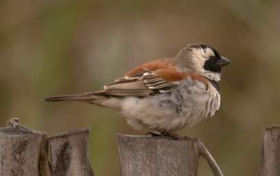 Swakop Bird Cape Sparrow