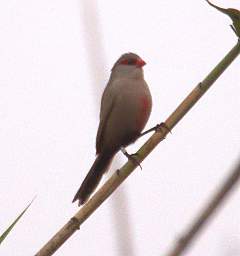 Swakop Bird Common Waxbill