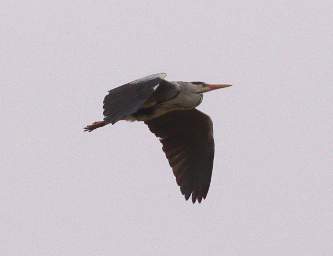 Swakop Bird Xxx Grey Heron