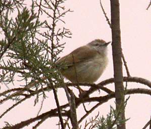 Swakop Bird Xxx Chat Wheatear