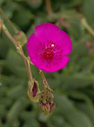Swakop Flower Pink Xxx