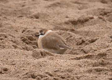 Swakop Bird White Fronted Plover