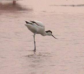 Swakop Bird Pied Avocet