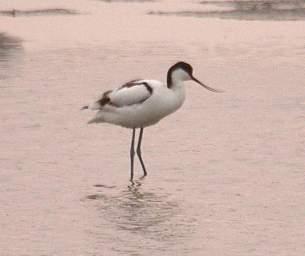 Swakop Bird Pied Avocet