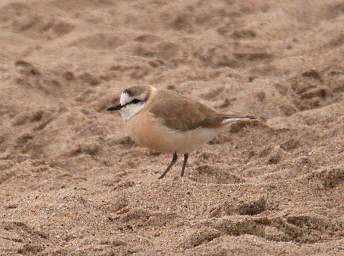 Swakop Bird White Fronted Plover