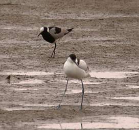 Swakop Bird Blacksmith Lapwing Pied Avocet