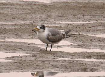 Swakop Bird Swift Tern