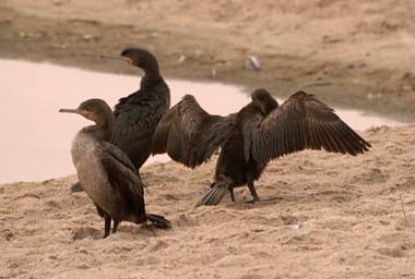 Swakop Bird White Breasted Cormorant