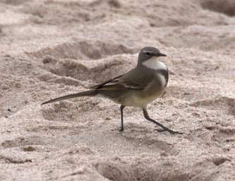 Swakop Bird Xxx Mountain Wagtail