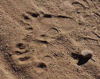 Waterberg Baboon Footprints