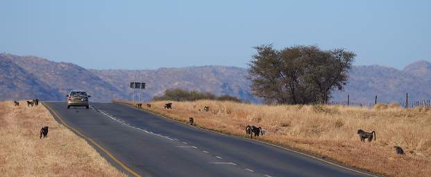 Waterberg Baboons On Road