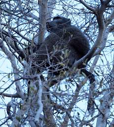 Waterberg Baboon