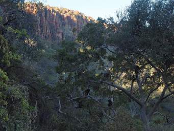 Waterberg Baboons