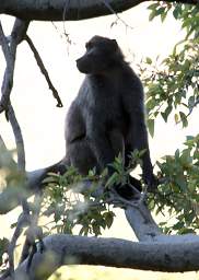 Waterberg Baboon