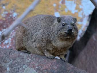 Waterberg Hyrax