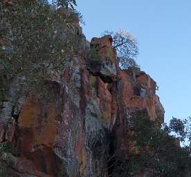 Waterberg Lichen Tree