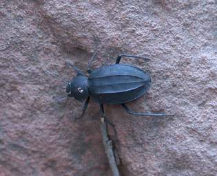 Waterberg Beetle