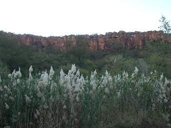 Waterberg Tall Grass