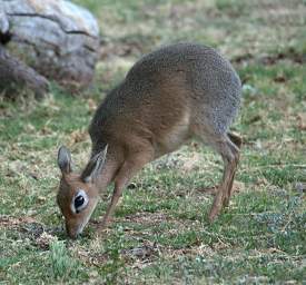 Waterberg Kirks Dikdik