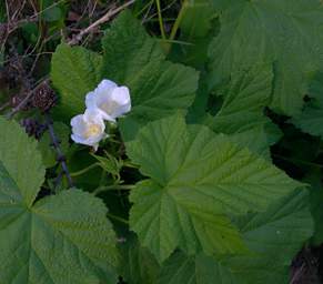 Thimbleberry