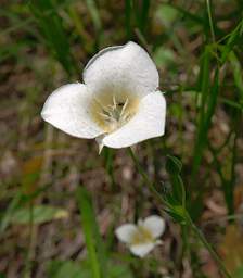 Flower Mariposa Lily