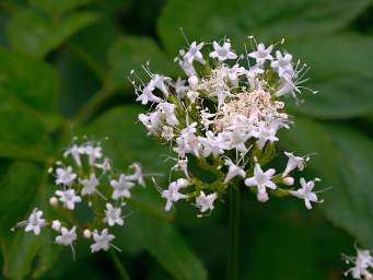 Flower Xxx White