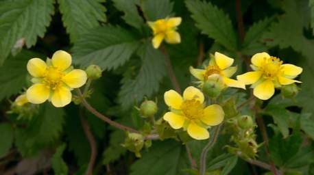Flower Xxx Yellow