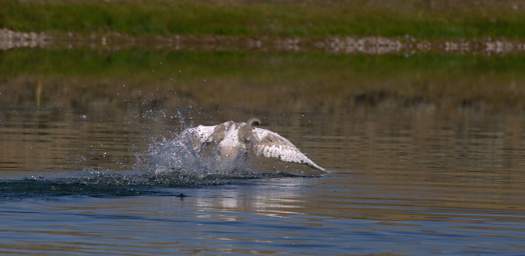 SwanRelease_0109_20150911