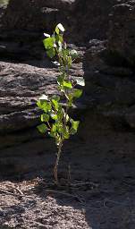 Cottonwood In Rock