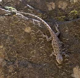Xxx Lizard