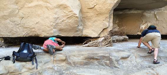 School Section Canyon Strange Animal Sound 6551