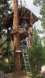 Tree House