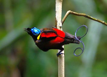 Wilson's Bird-of-Paradise