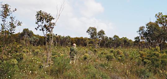 Fitzgerald NP 