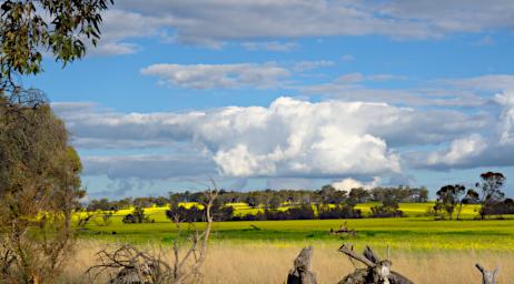 Stirling Rng NP Canola