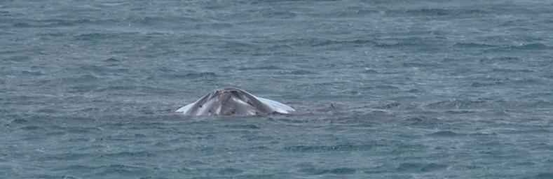 Southern Wright Whale
