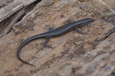 Skink