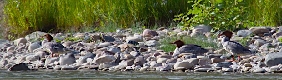 Mergansers