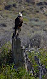 Bird Bald Eagle