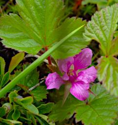 Flower Arctic Raspberry Rubus Arcticus