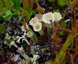 Xxx Lichen Fungi