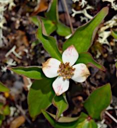 Flower Bunchberry Cornus Canadensis