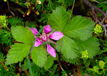 Flower Arctic Raspberry Rubus Arcticus