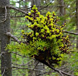 Tree Parasite