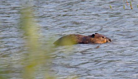 Beaver