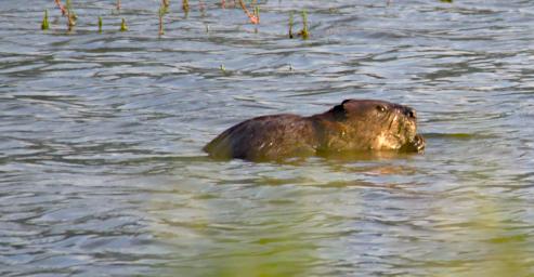 Beaver