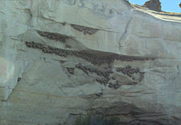 Swallow Nests