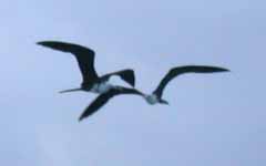 Frigate Birds